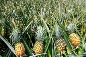 Pineapples from Uganda